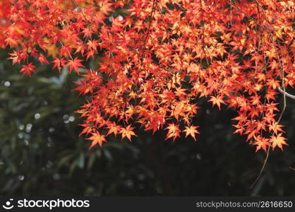 Autumn tint,Colored leaves,Maple