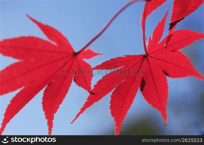 Autumn tint,Colored leaves,Maple