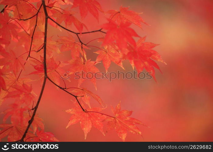 Autumn tint,Colored leaves,Maple