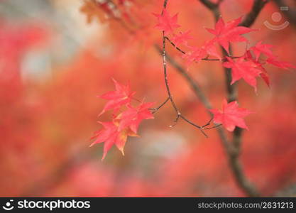 Autumn tint,Colored leaves,Maple