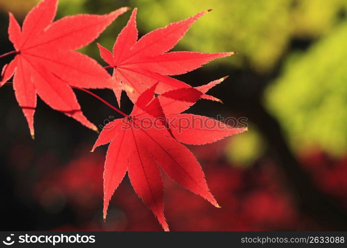 Autumn tint,Colored leaves,Maple