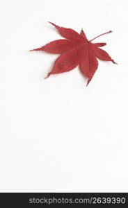 Autumn tint,Colored leaves,Maple