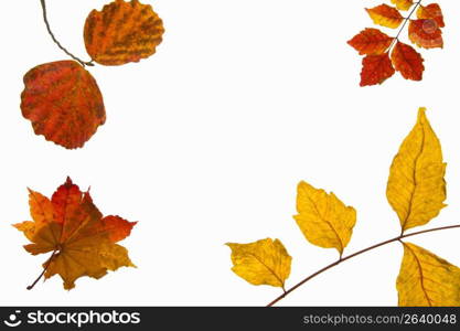 Autumn tint,Colored leaves,Maple