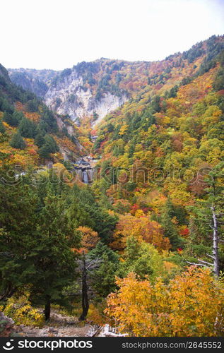 Autumn tint,Colored leaves,Maple