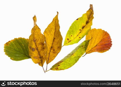 Autumn tint,Colored leaves,Maple