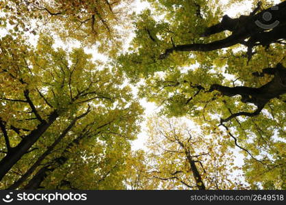 Autumn tint,Colored leaves,Maple