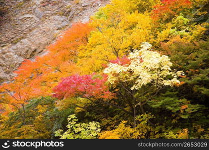 Autumn tint,Colored leaves,Maple