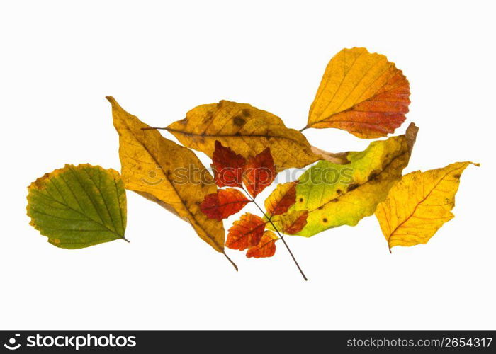 Autumn tint,Colored leaves,Maple