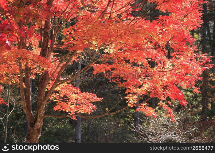 Autumn tint,Colored leaves,Maple