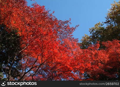 Autumn tint,Colored leaves,Maple