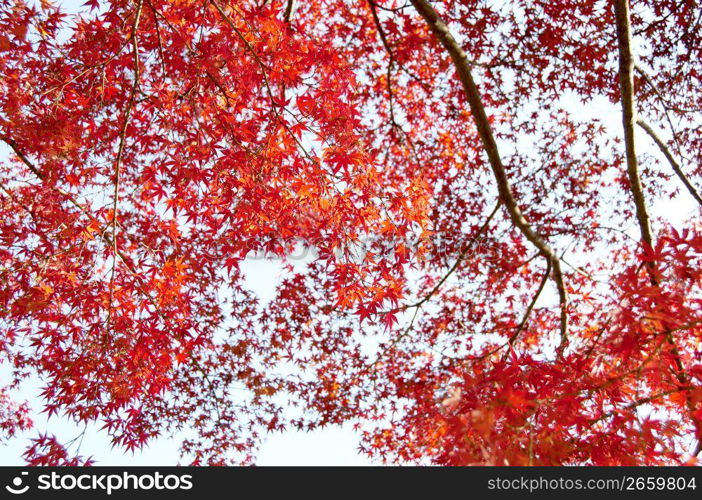 Autumn tint,Colored leaves,Maple