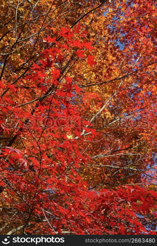 Autumn tint,Colored leaves,Maple