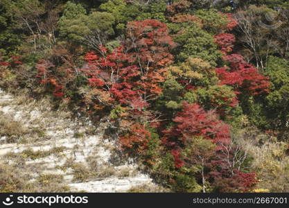 Autumn tint,Colored leaves,Maple