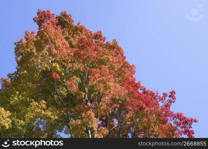 Autumn tint,Colored leaves,Maple