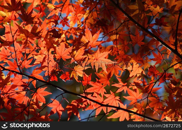 Autumn tint,Colored leaves,Maple