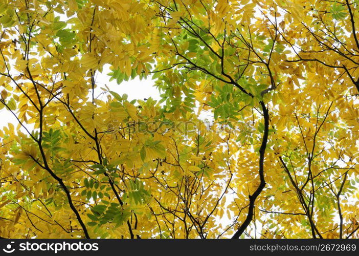 Autumn tint,Colored leaves,Maple