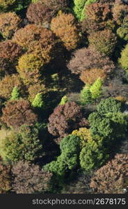 Autumn tint,Colored leaves,Maple