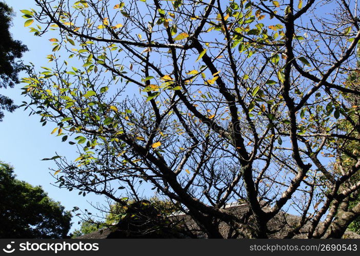 Autumn tint,Colored leaves,Maple