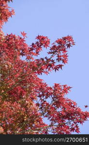 Autumn tint,Colored leaves,Maple