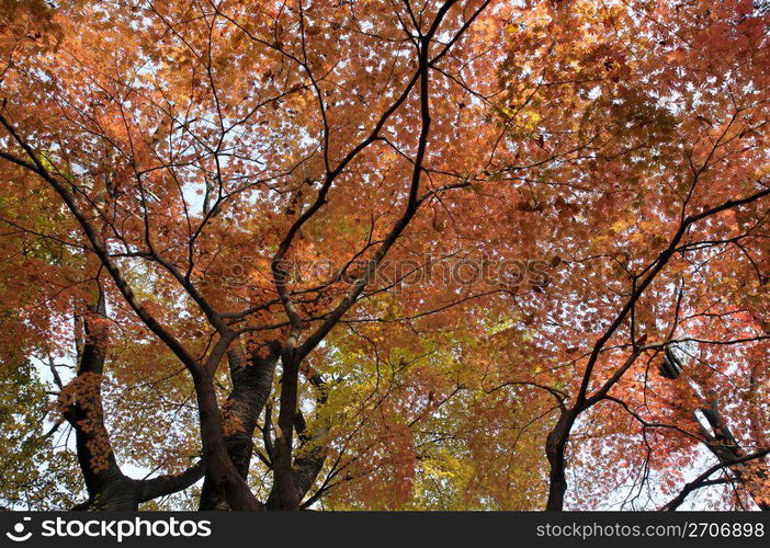 Autumn tint,Colored leaves,Maple