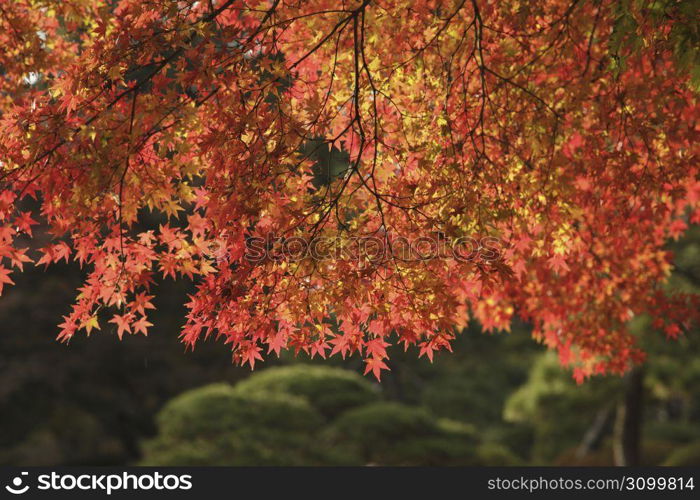 Autumn tint,Colored leaves,Maple