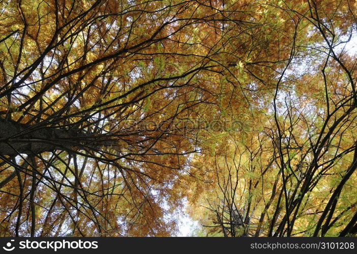 Autumn tint,Colored leaves,Maple