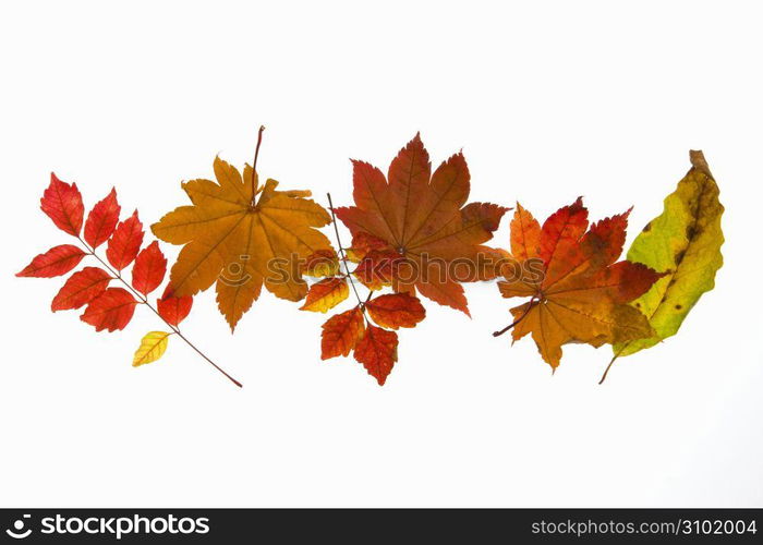 Autumn tint,Colored leaves,Maple