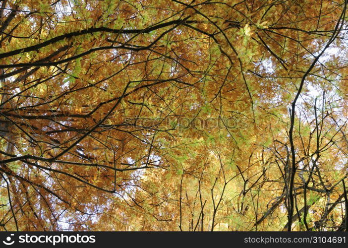 Autumn tint,Colored leaves,Maple