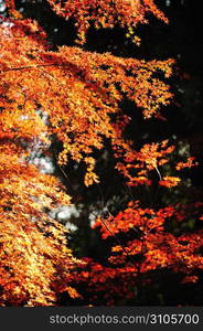 Autumn tint,Colored leaves,Maple