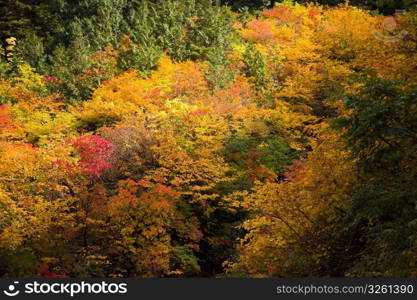 Autumn tint,Colored leaves,Maple