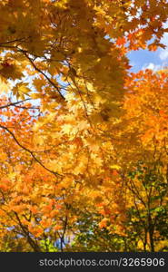 Autumn tint,Colored leaves,Maple