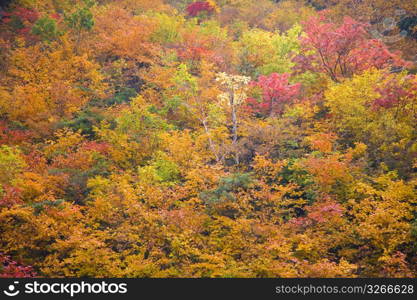 Autumn tint,Colored leaves,Maple