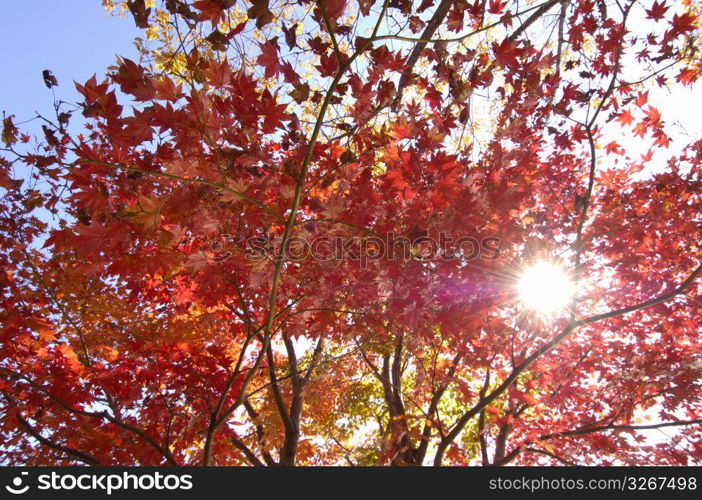 Autumn tint,Colored leaves,Maple