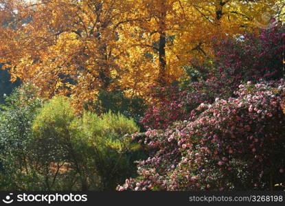 Autumn tint,Colored leaves,Maple