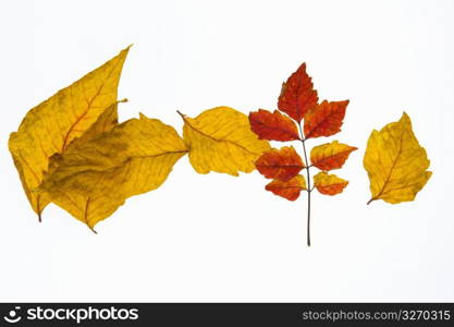 Autumn tint,Colored leaves,Maple