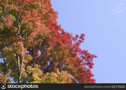 Autumn tint,Colored leaves,Maple