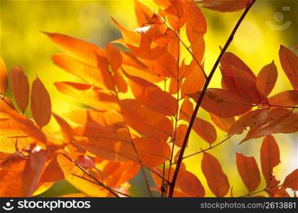 Autumn tints