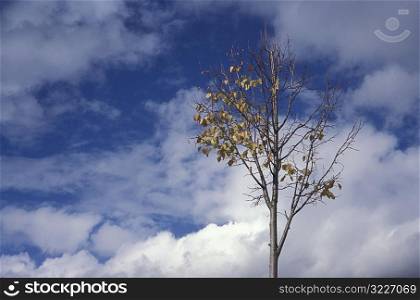 Autumn Tree Against A Cloudy Blue Sky