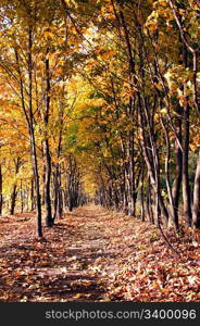 Autumn tree alley