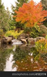 Autumn Tree and Pond