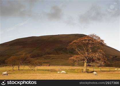 Autumn tree and sheep in foothills of Kinder Scout in Peak District National Park