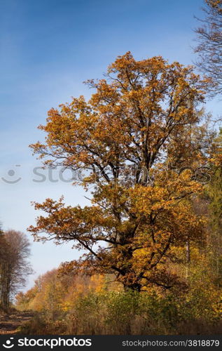 Autumn tree. Big autumn oak tree against blue sky
