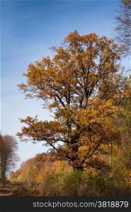 Autumn tree. Big autumn oak tree against blue sky