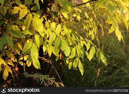 Autumn tree branches in sunlight