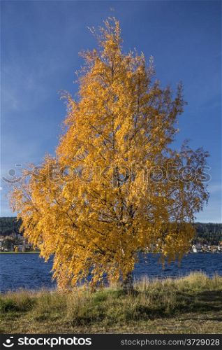 Autumn tree by the lake