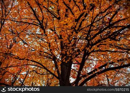 Autumn tree closeup. Autumn colorful vibrant tree photo