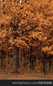 Autumn tree closeup. Autumn colorful vibrant tree photo