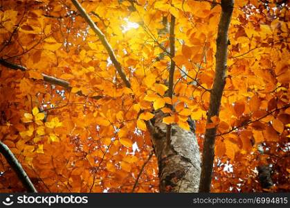 Autumn tree. Composition of nature.
