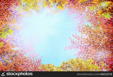 Autumn tree crown with colorful leaves on blue sky background with sunshine, frame