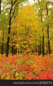 Autumn tree. Fantastic colors October forest